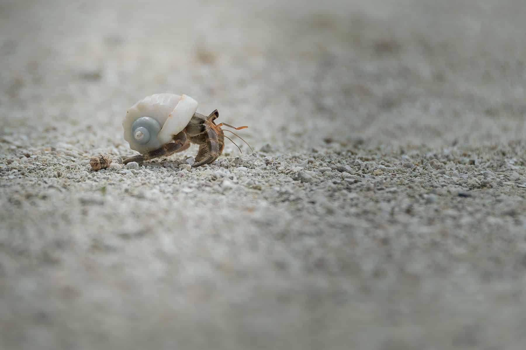 Anantara Maldives Hermit Crab